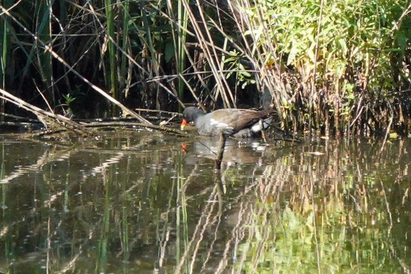 gallinule-2.jpg