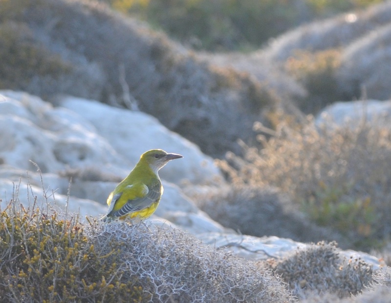 2 - Oiseau vert 2.jpg