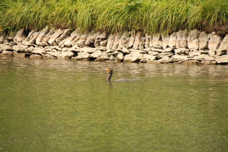 Grand Cormoran Juvénile (à confirmer)_1.JPG