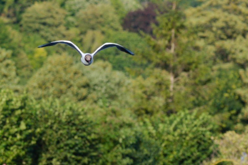 Mouette_rieuse_L.jpg