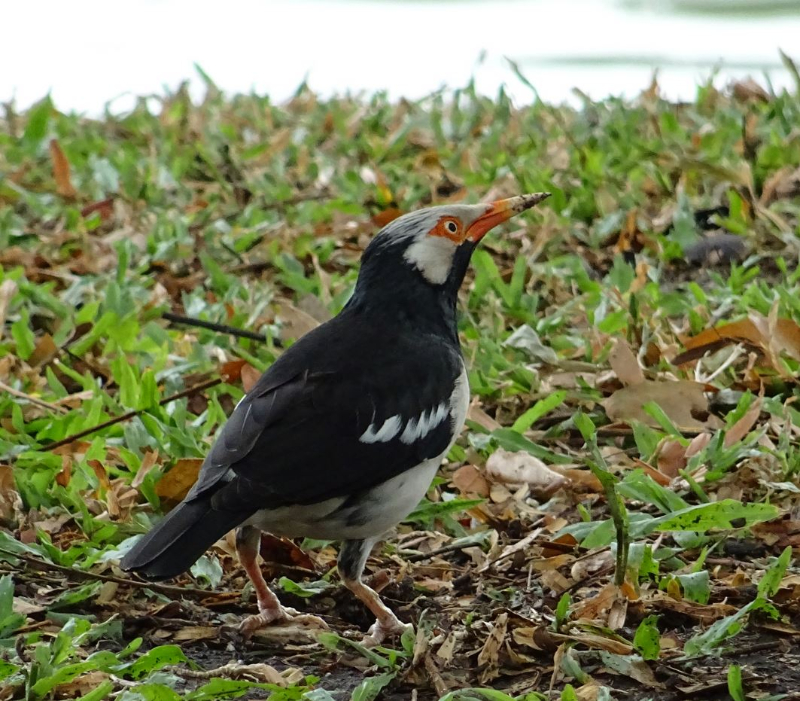 Oiseau lac Cambodge.JPG