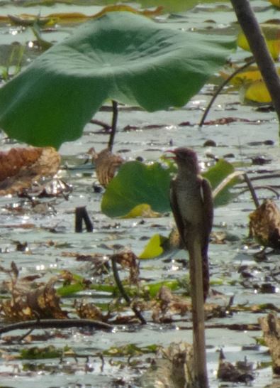 Oiseau lac Cambodge 3.JPG