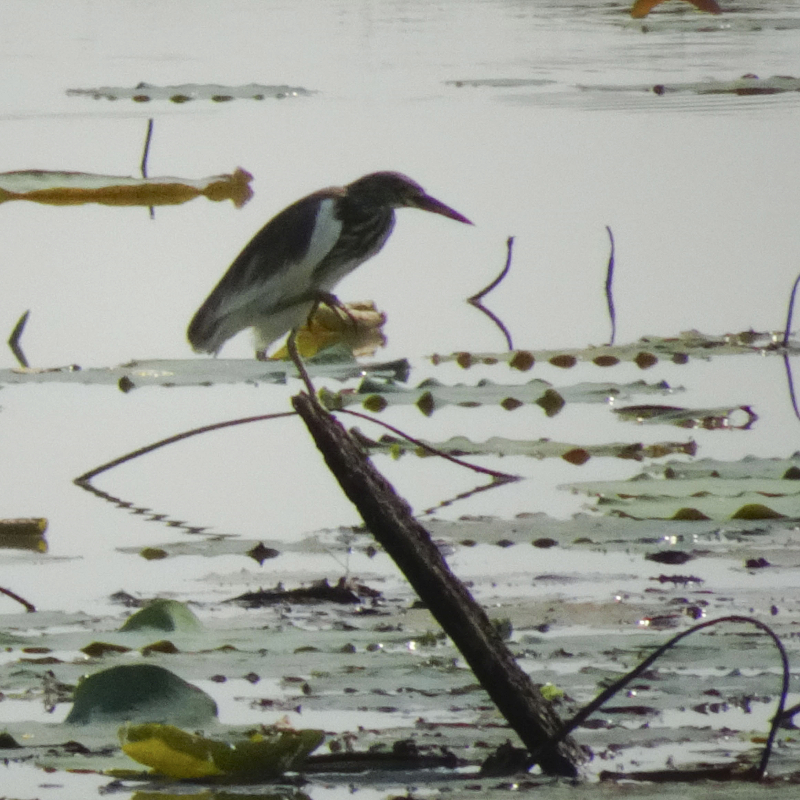 23012016-Petit heron cambodgien.jpg