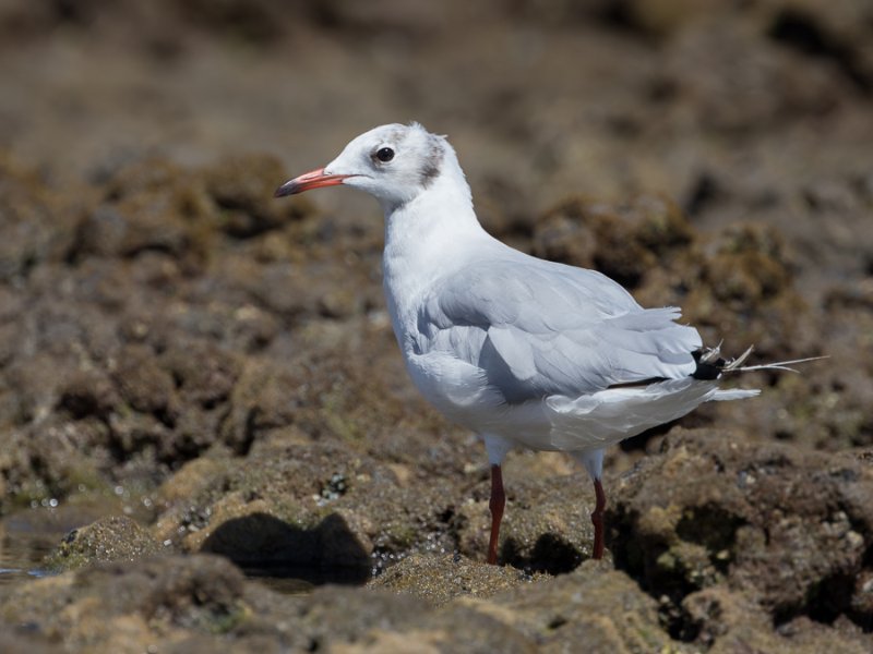 IMG_0358 Mediterranean Gull.jpg