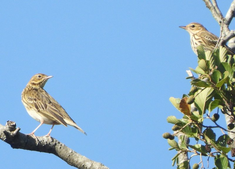 pipit_ni_08092020.jpg