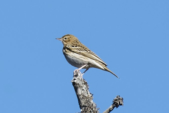 08-09-20 pipit des arbres.jpg