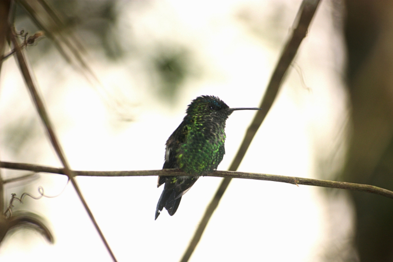 2010 02 IGUASU_11960R Oiseau Colibri.JPG