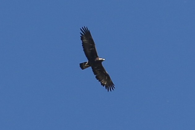 Rapace_ColdDuNoyer_20190808_2183.jpg