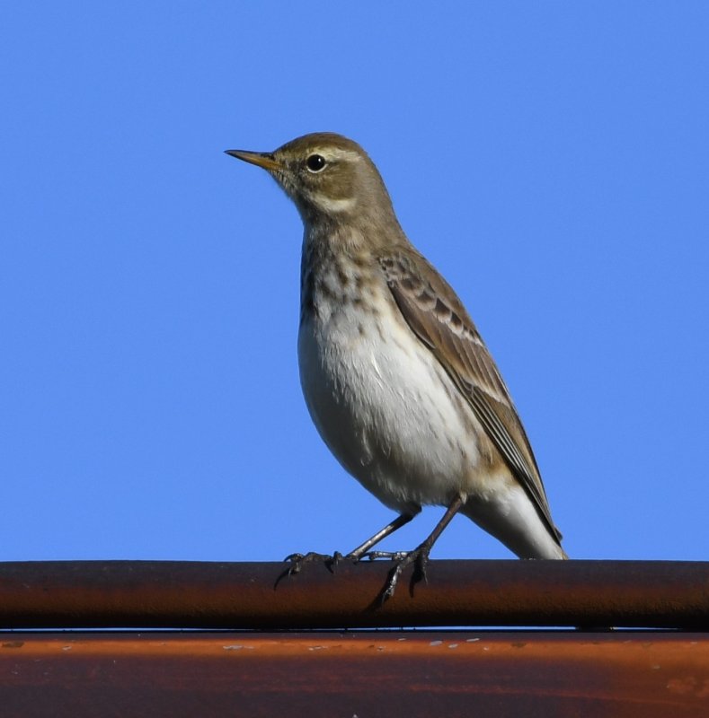 Pipit  (1).JPG