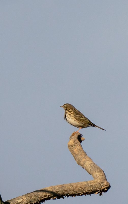 pipit farlouse forse.jpg