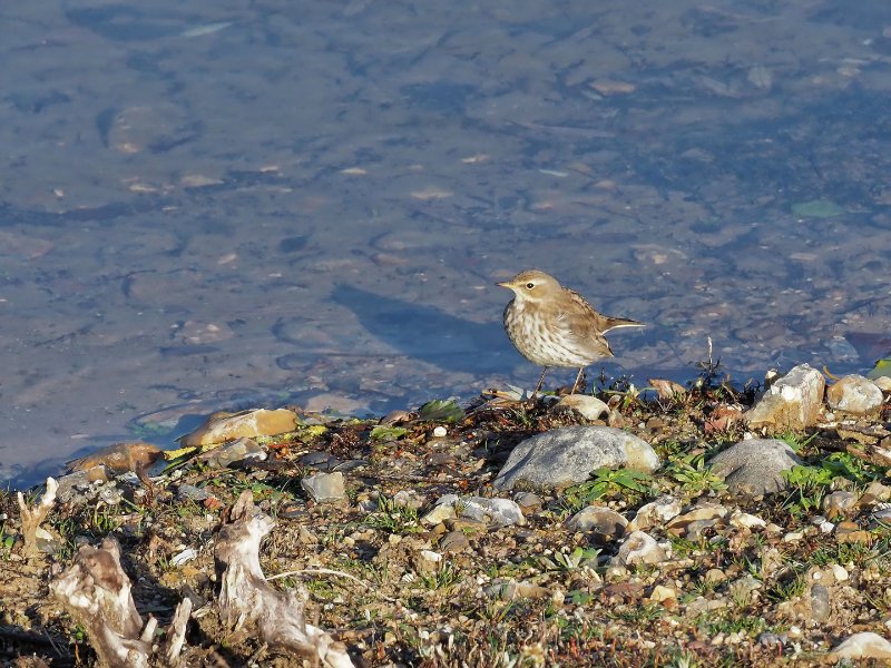 pipit-des-arbres.jpg