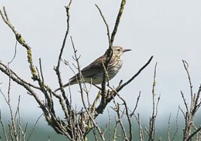 Pipit-p2.jpg