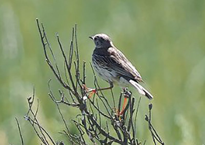 Pipit-p3.jpg