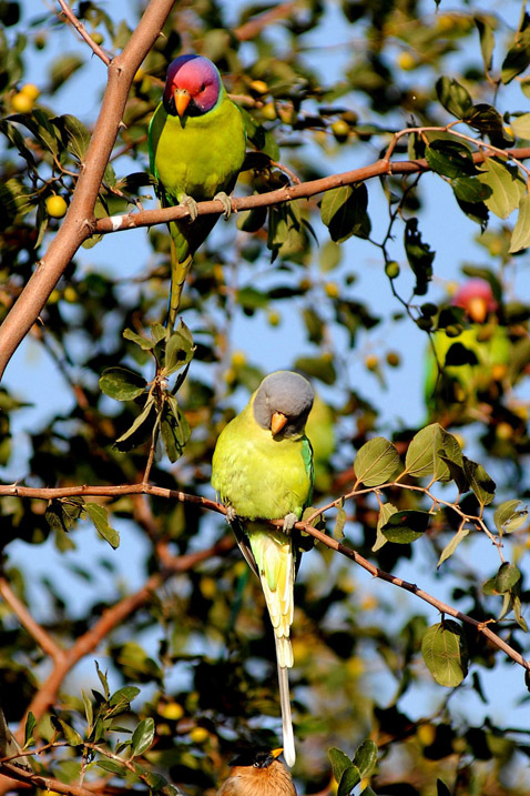 Pushkar_7_2010-01-13_33©RogerBella0001.jpg