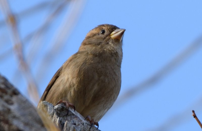 moineau.jpg