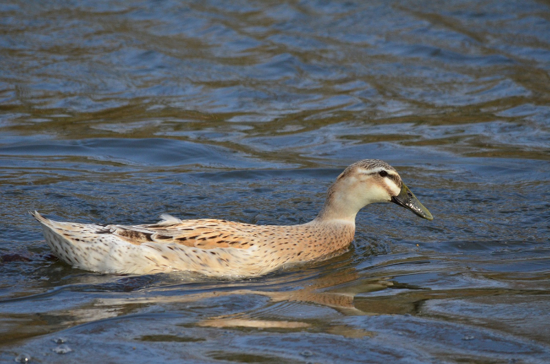 Grosse colvert LD.jpg