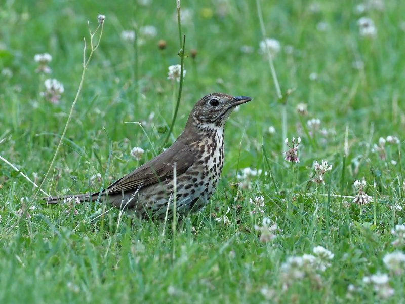 Turdus-philomelos-(2).jpg