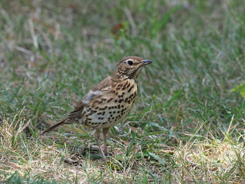 Turdus-philomelos-(3).jpg