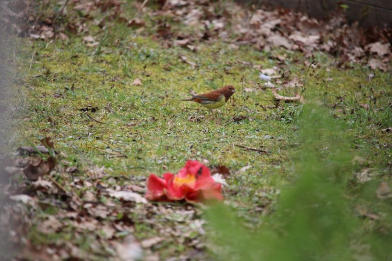 Bruant-tete-rousse.JPG