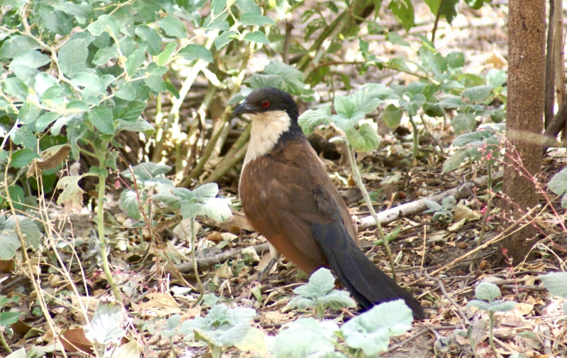 Coucal.jpg