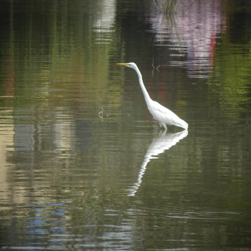 18022016-Grande aigrette.jpg