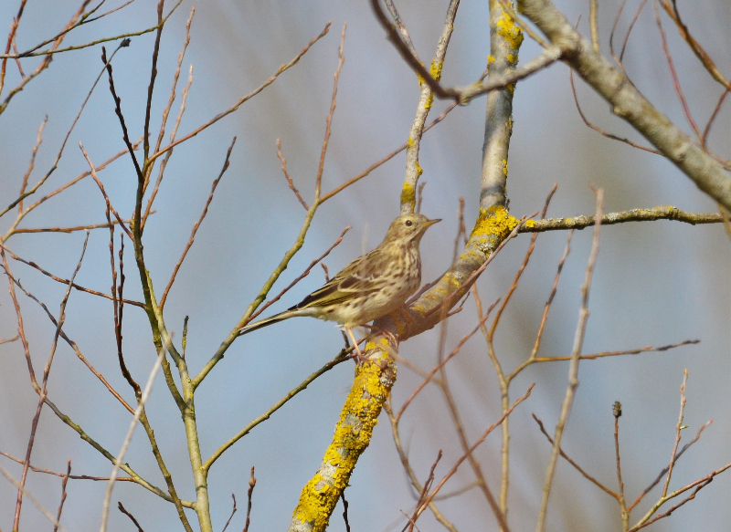 Pipit farlouse pour conf.JPG