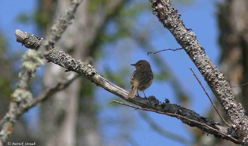 Oiseau forêt de la Hardt 3F4A8408 bis.JPG