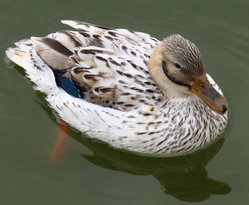 Canard IMG_0904c.jpg