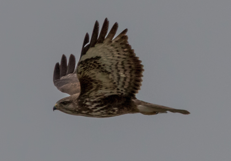 Buse variable.jpg