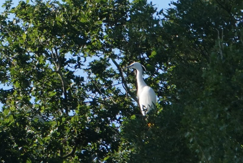 20210605_190010_Aigrette garzette.jpg