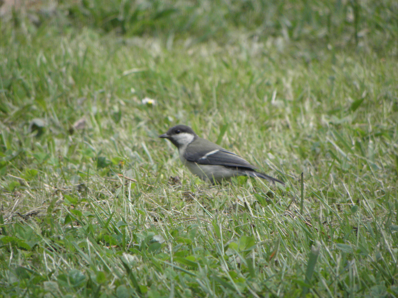 Mésange ou .jpg