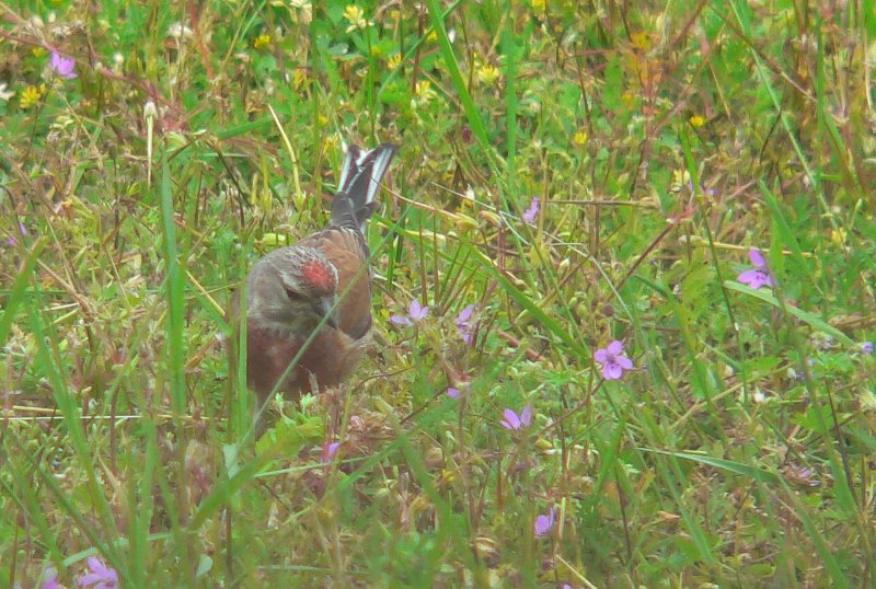 20060525_092622_Linotte mélodieuse.jpg