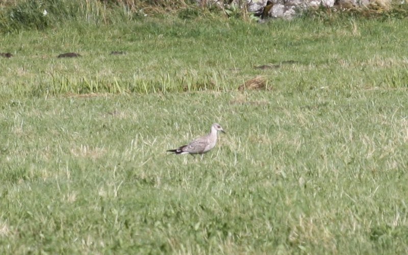 Oiseau aubrac.jpg