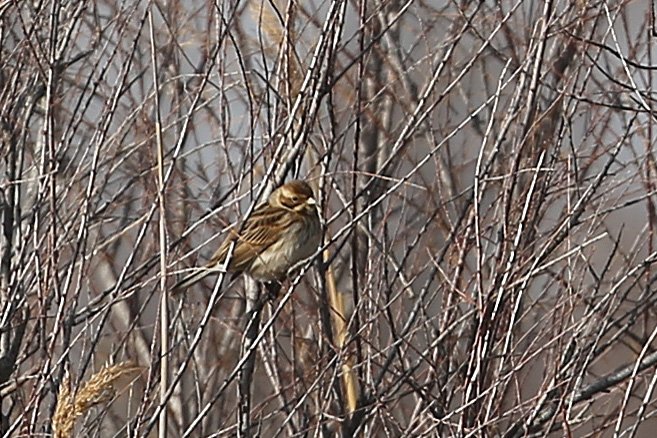 BruantDesRoseaux_PontDeGau_20180113_1326.jpg