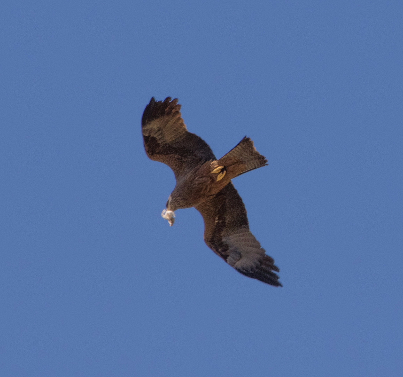 Buse variable2.jpg