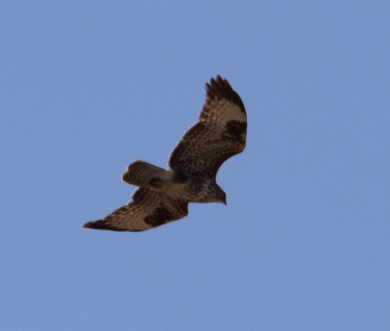 Buse variable3.jpg