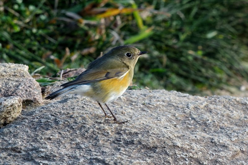 Robin_à_flancs_roux_01_redim.jpg