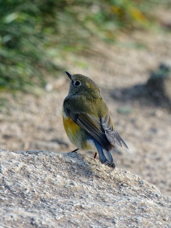 Robin_à_flancs_roux_02_redim.jpg