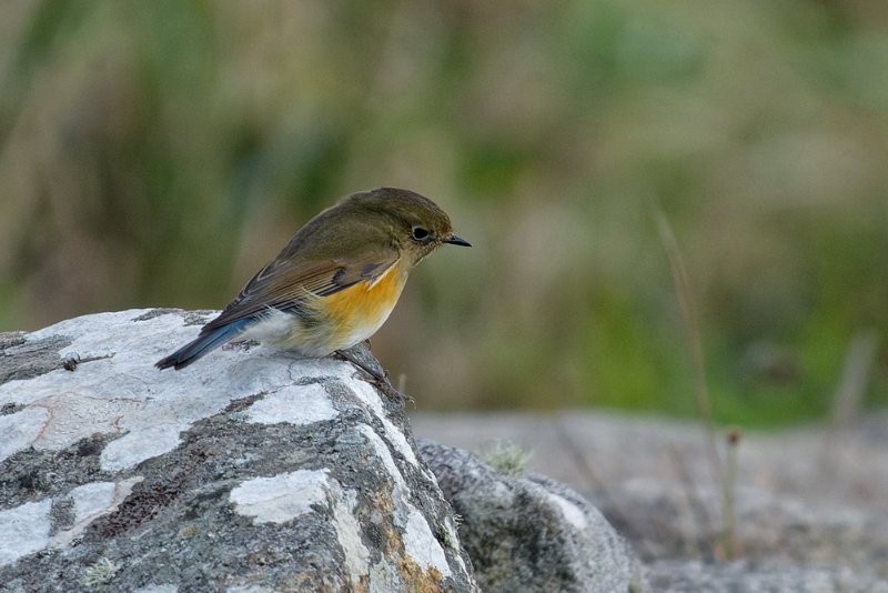 Robin_à_flancs_roux_04_redim.jpg