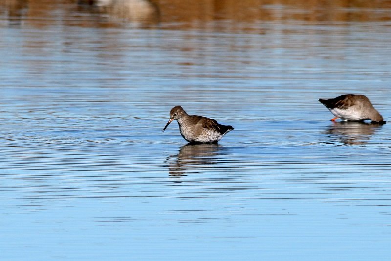 2021 10 27 Réserve Ornithologique du Teich (22) - Copie.JPG