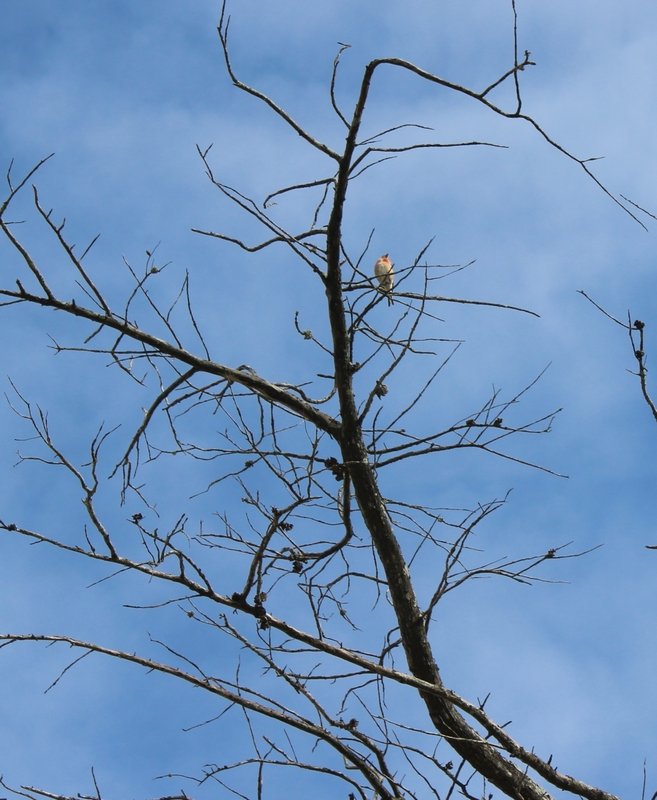 17-05-2015 linotte île de ré.JPG