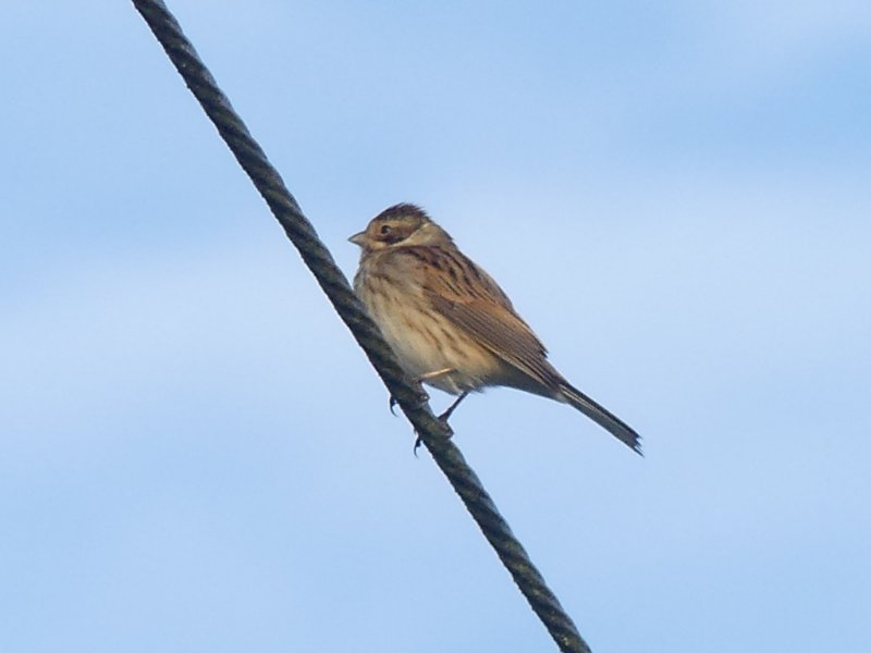 Pipit farlouse (14).JPG