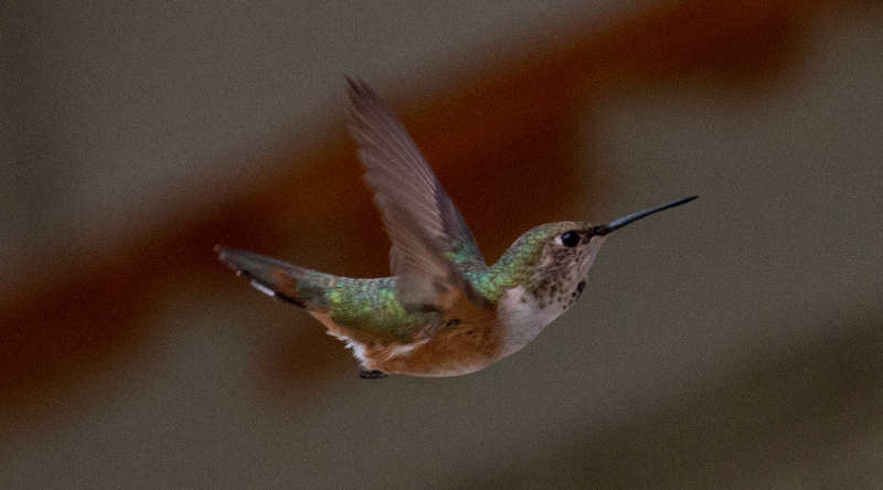 Colibri à queue large.jpg