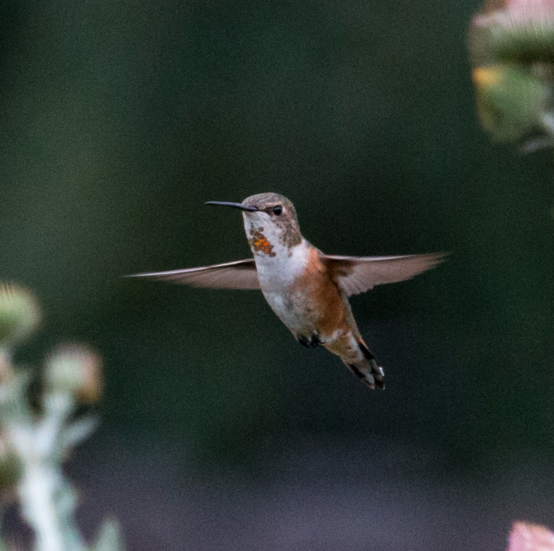 Colibri à queue large2.jpg