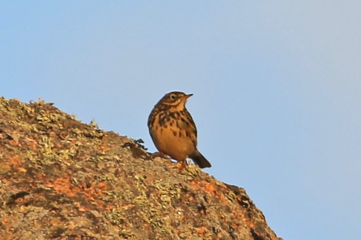 Pipit_Ploumanach_20220204_1236.jpg