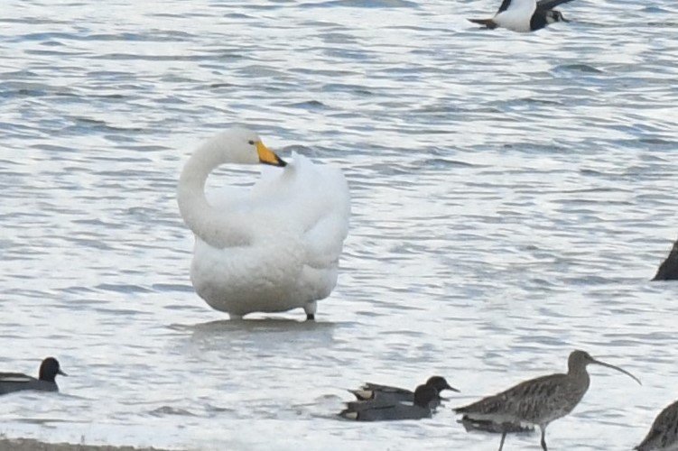 Cygne chanteur 0220205 Der (1)AM.JPG