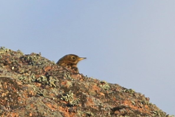 Pipit_Ploumanach_20220204_1232.jpg