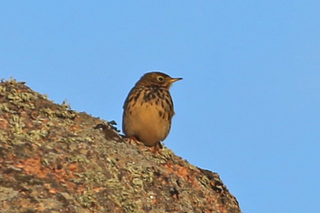 Pipit_Ploumanach_20220402_1239.jpg