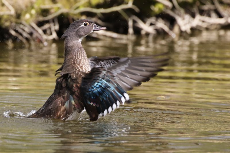 Canard branchu femelle .JPG