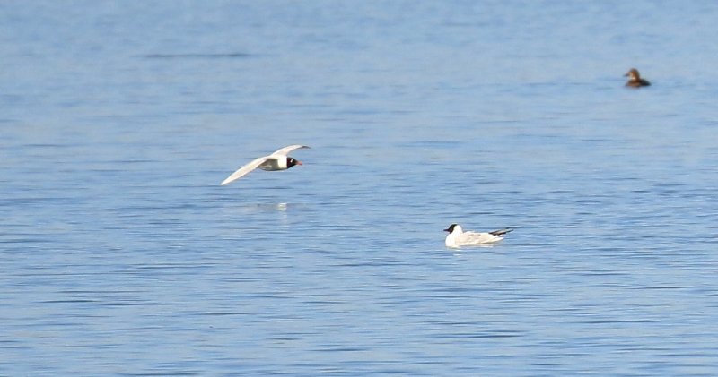 Mouette mélano.jpg